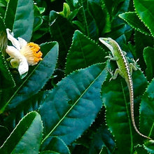 Load image into Gallery viewer, Hawaii Loa Volcanic Black Tea: hand-rolled a&#39;a black, spring 2019 vintage